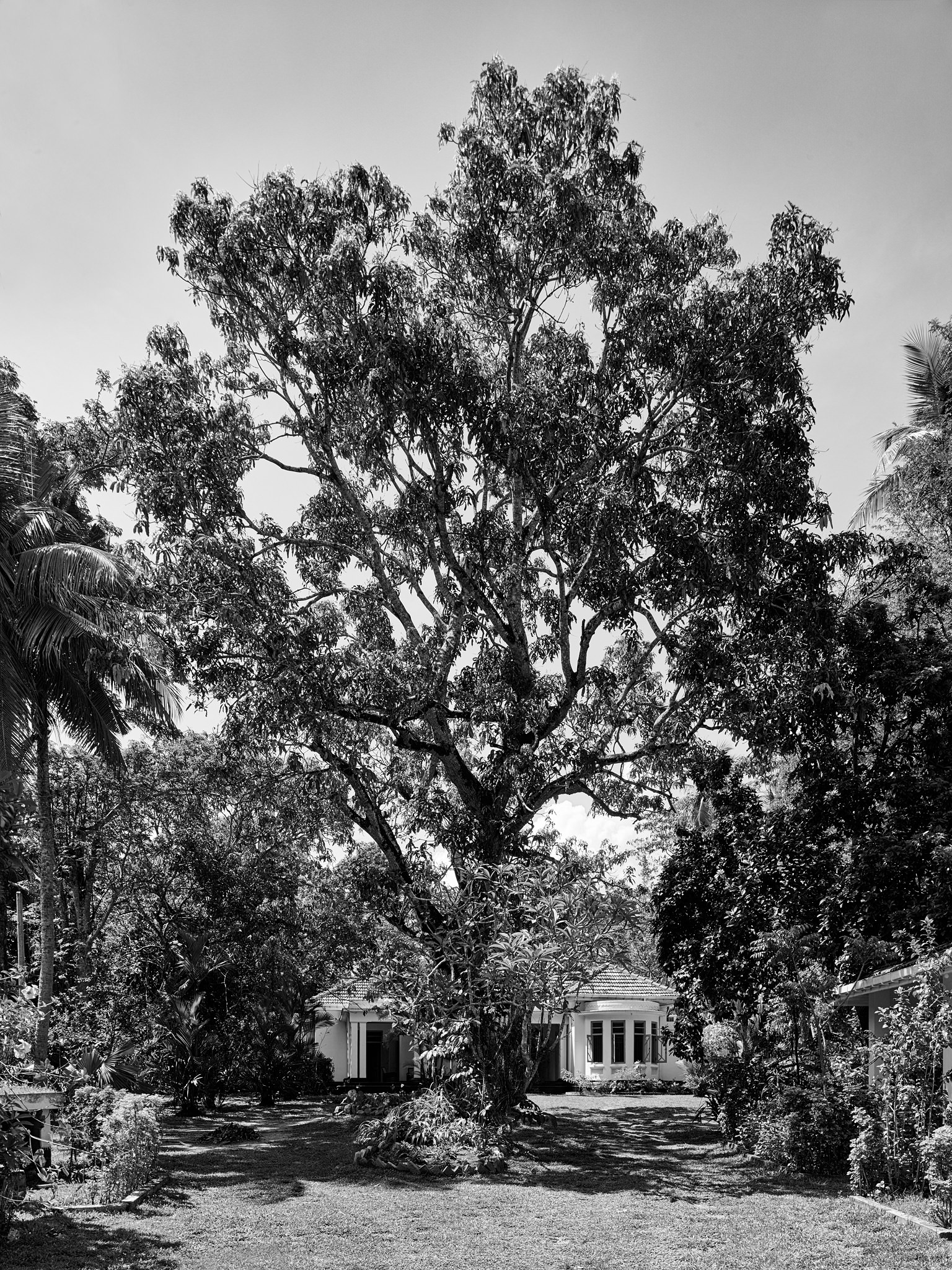 E15550 Alpa 049996 BW SCREEN